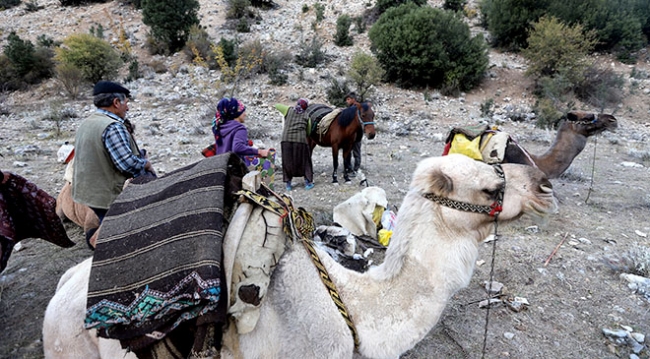 Sarıkeçililerin kış göçü başladı: 25 gündür yoldayız, 10-15 günlük yolumuz kaldı